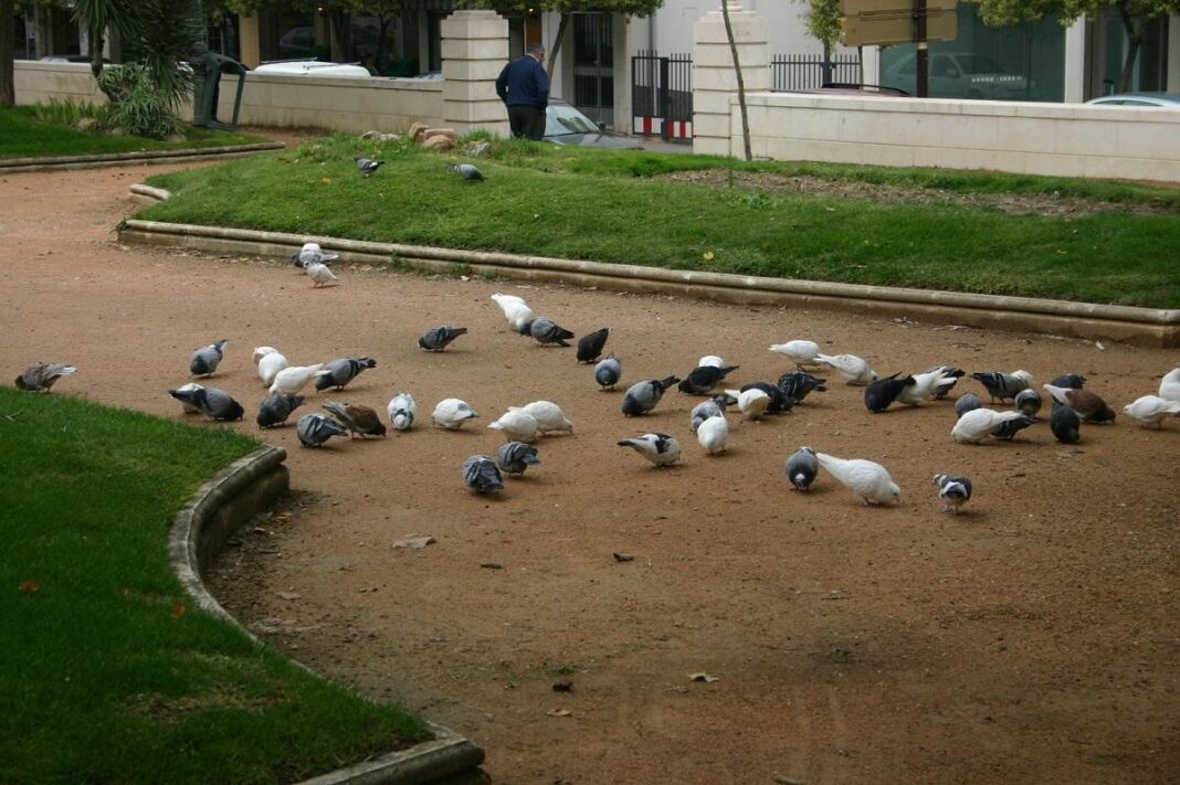 sadeco-saca-a-licitacion-un-contrato-para-el-control-de-las-palomas-en-cordoba