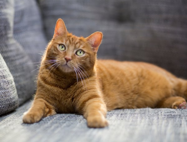 Qué quiere decir soñar con gatos?